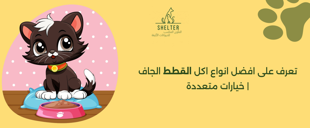 تعرف على افضل انواع اكل القطط الجاف | خيارات متعددة