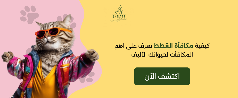 كيفية مكافأة القطط | تعرف على اهم المكافأت لحيوانك الأليف