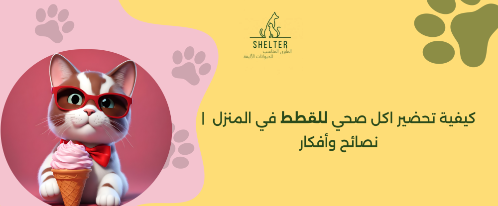 كيفية تحضير اكل صحي للقطط في المنزل | نصائح وأفكار