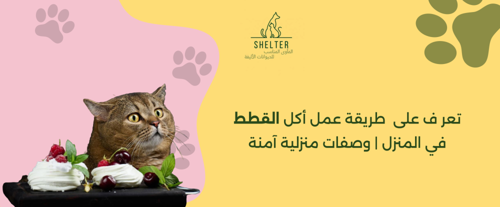 تعرف على  طريقة عمل أكل القطط في المنزل | وصفات منزلية آمنة