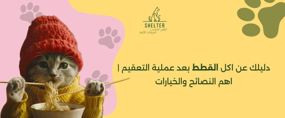 دليلك عن اكل القطط بعد عملية التعقيم | اهم النصائح والخيارات