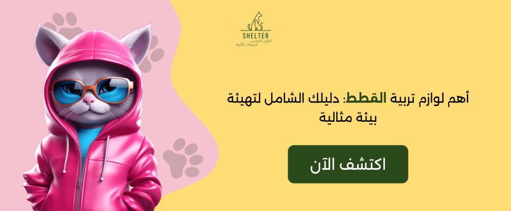 أهم لوازم تربية القطط: دليلك الشامل لتهيئة بيئة مثالية
