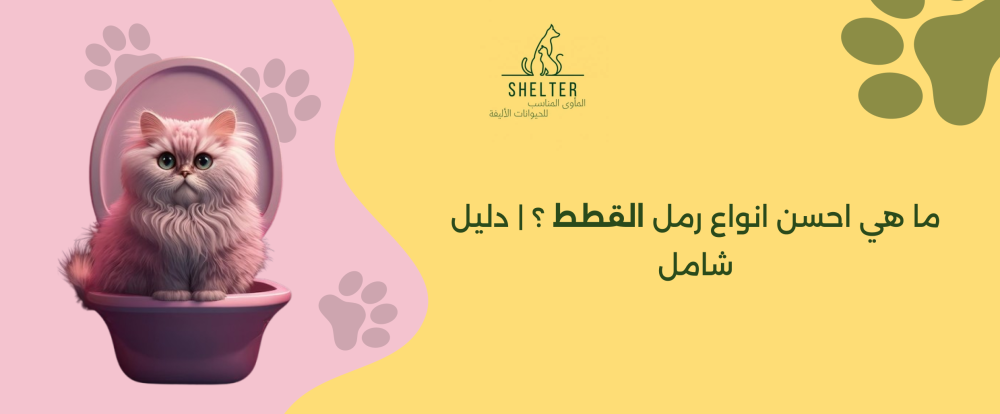 ما هي احسن انواع رمل القطط ؟ | دليل شامل
