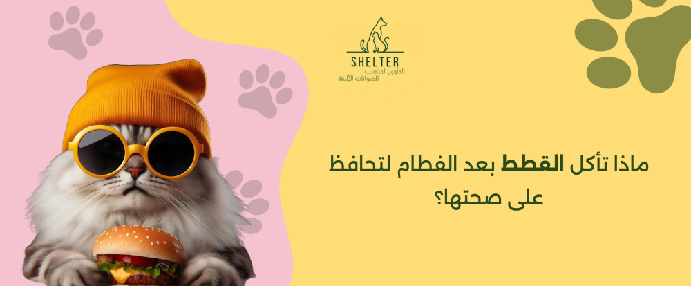 ماذا تأكل القطط بعد الفطام لتحافظ على صحتها؟