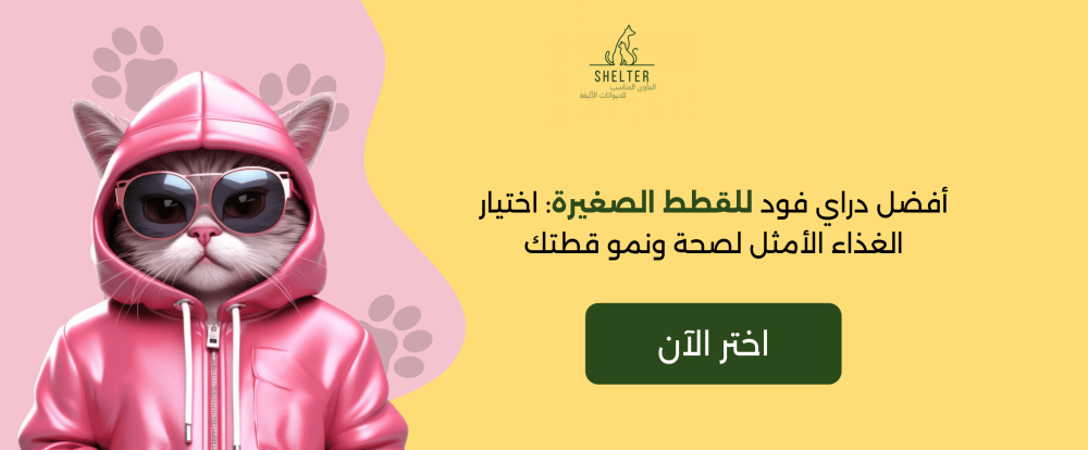 أفضل دراي فود للقطط الصغيرة: اختيار الغذاء الأمثل لصحة ونمو قطتك