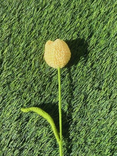 ورد توليب (اصفر)