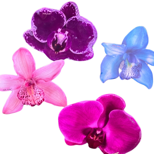 Flowers Phone
