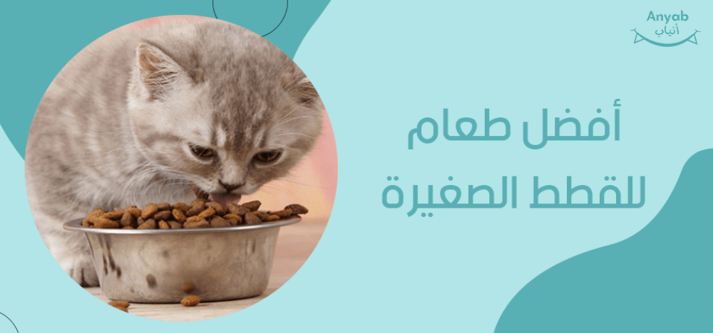 افضل طعام للقطط الصغيرة