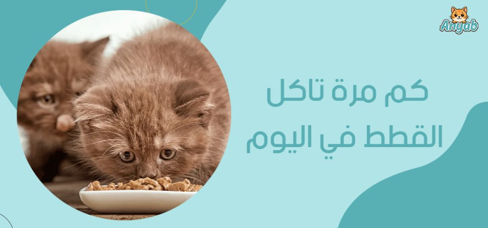 كم مرة تاكل القطط في اليوم