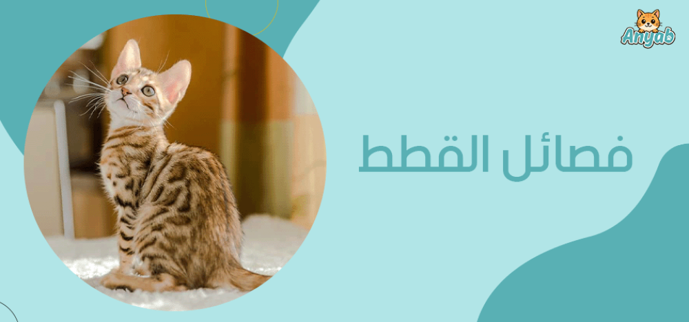 انواع فصائل القطط​ وطريقة اختيار الانسب لك