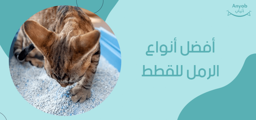 افضل انواع الرمل للقطط