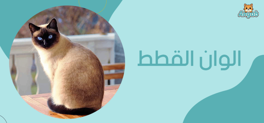 الوان القطط