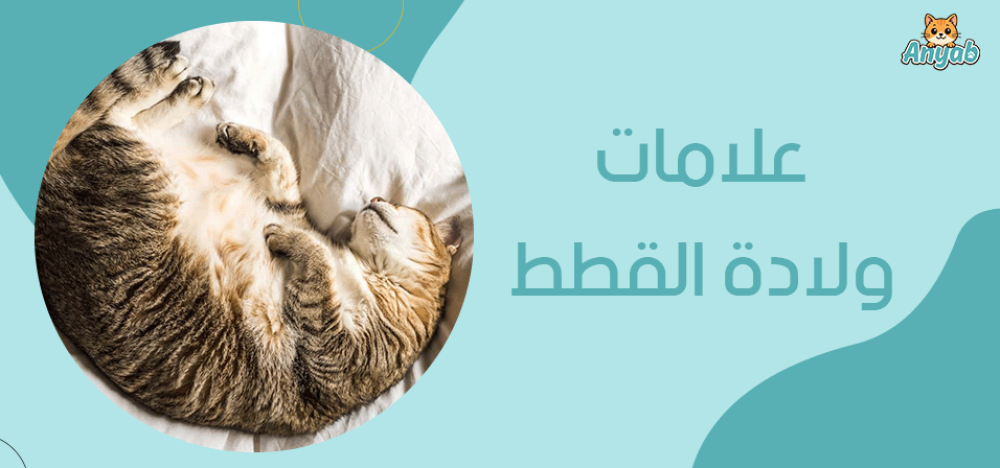علامات ولادة القطط