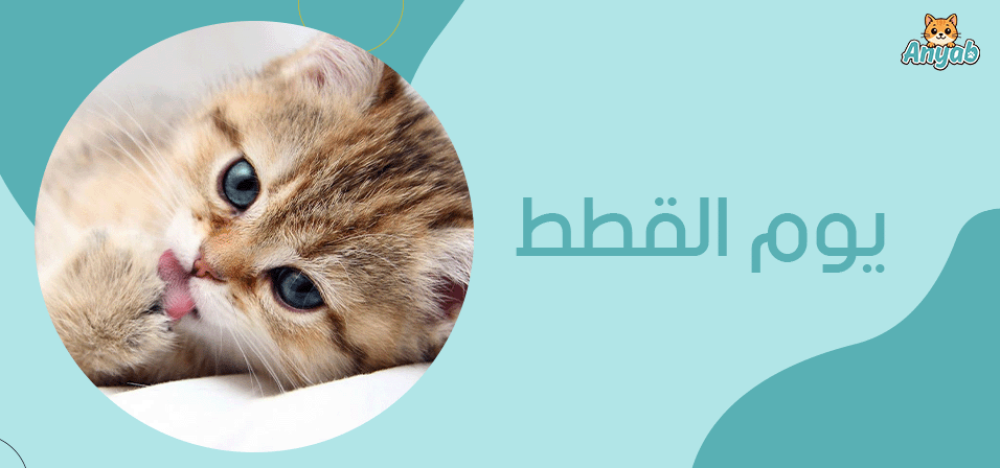 يوم القطط