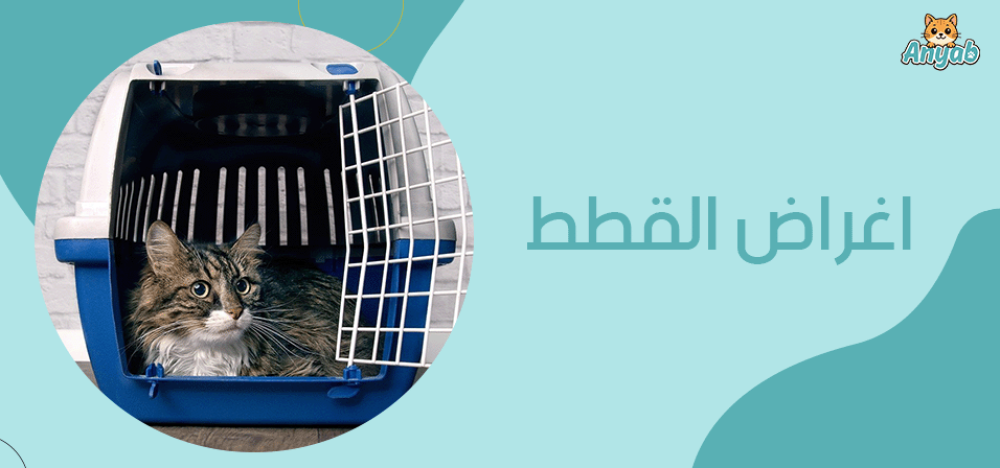 تعرف على اغراض القطط​ الأساسية