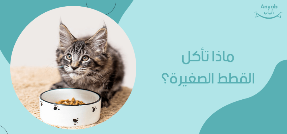 ماذا تأكل القطط الصغيرة
