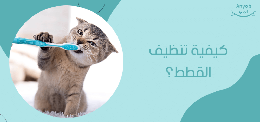كيفية تنظيف القطط
