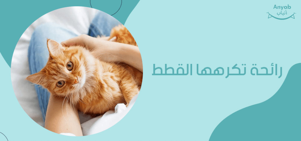 رائحة تكرهها القطط