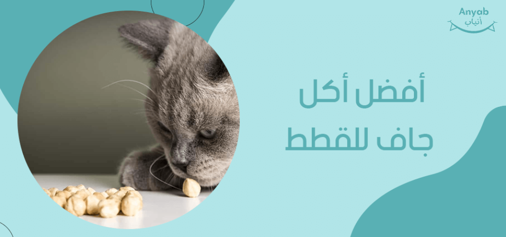 افضل اكل جاف للقطط