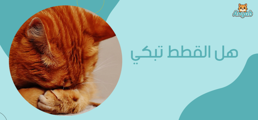 هل القطط تبكي