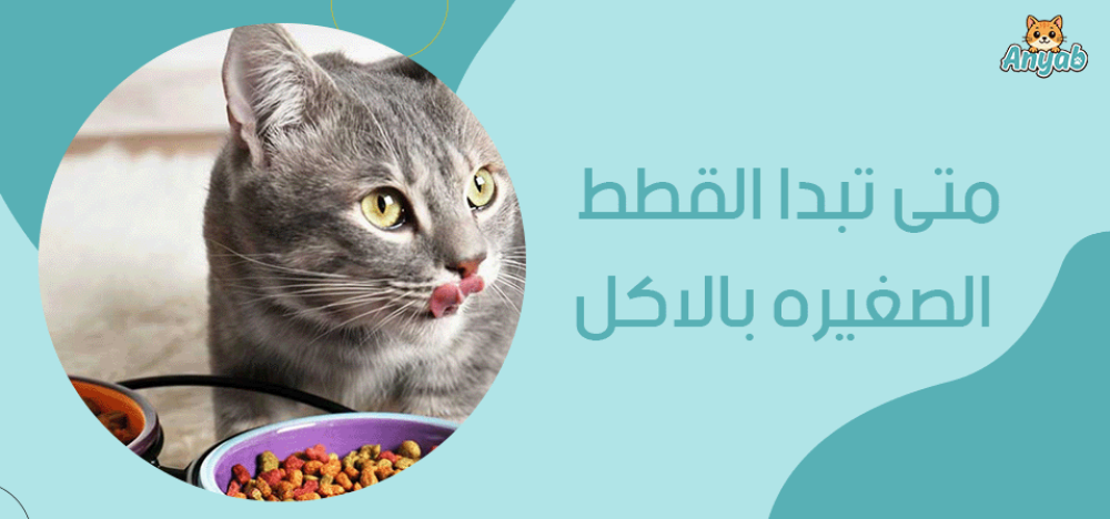 متى تبدا القطط الصغيره بالاكل