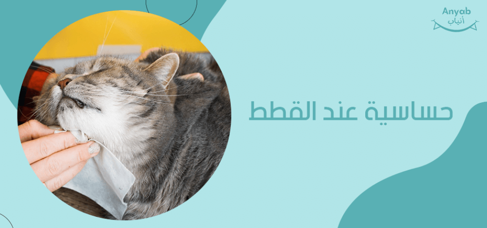 حساسية عند القطط