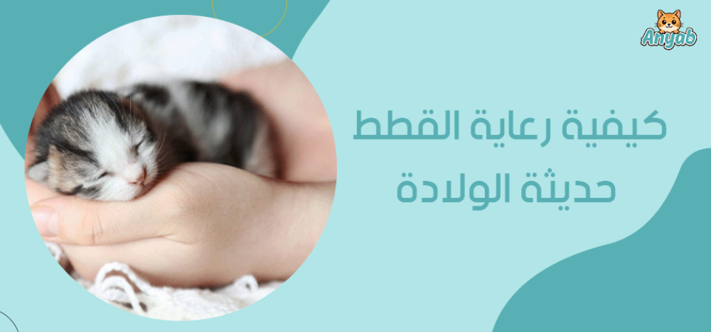 كيفية رعاية القطط حديثة الولادة