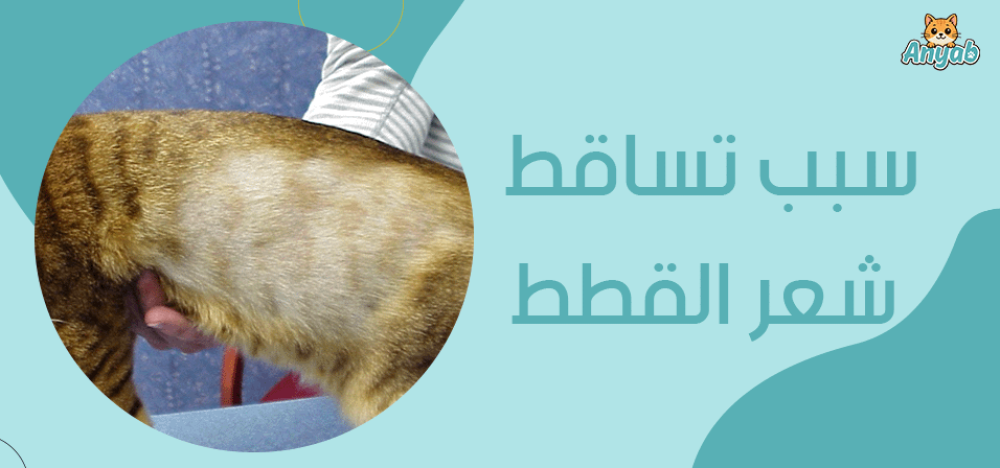 سبب تساقط شعر القطط