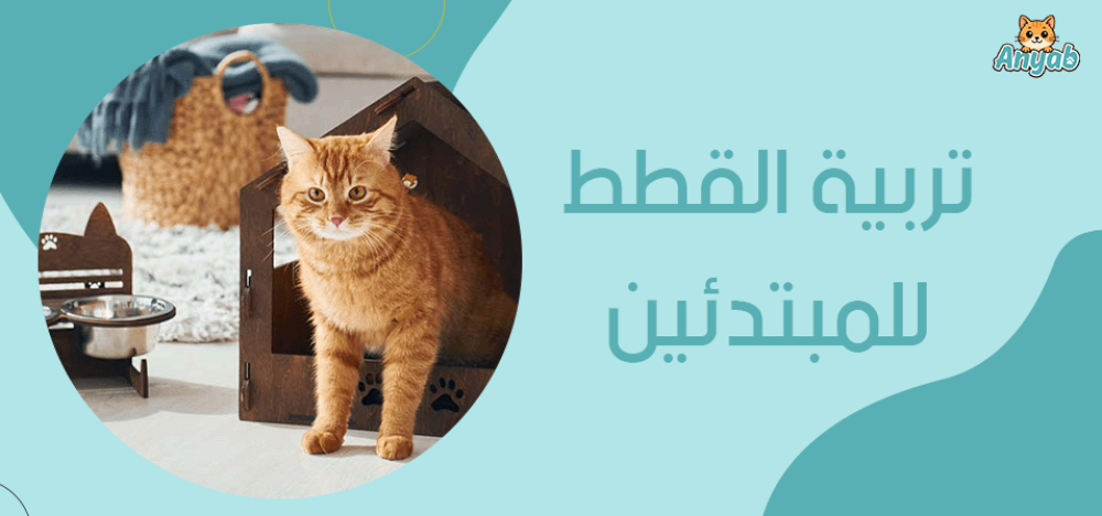 تربية القطط للمبتدئين