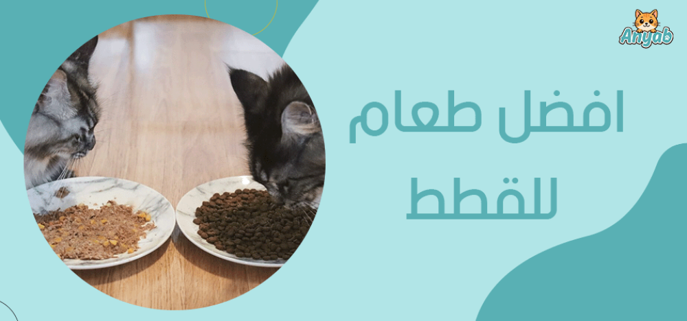 افضل طعام للقطط​ من متجر أنياب
