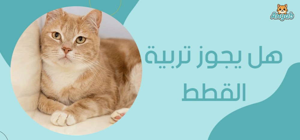 هل يجوز تربية القطط