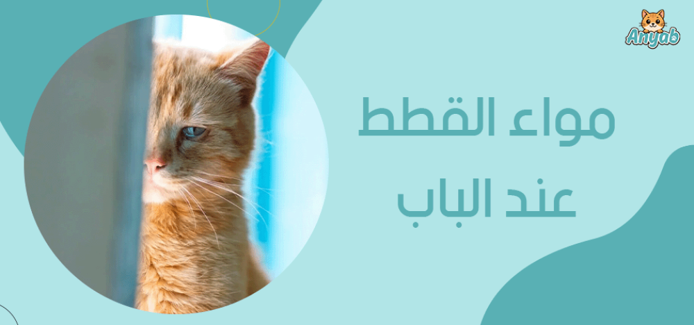 مواء القطط عند الباب