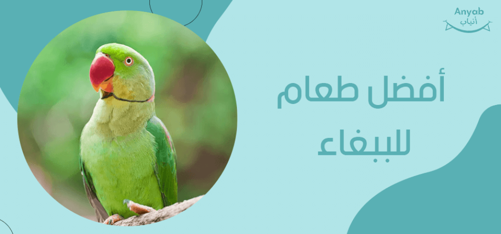 افضل طعام للببغاء
