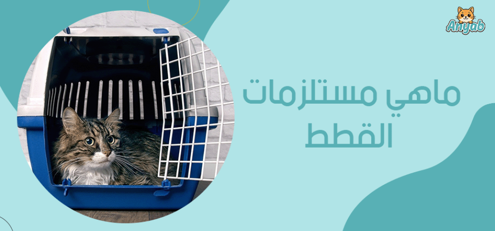 ماهي مستلزمات القطط
