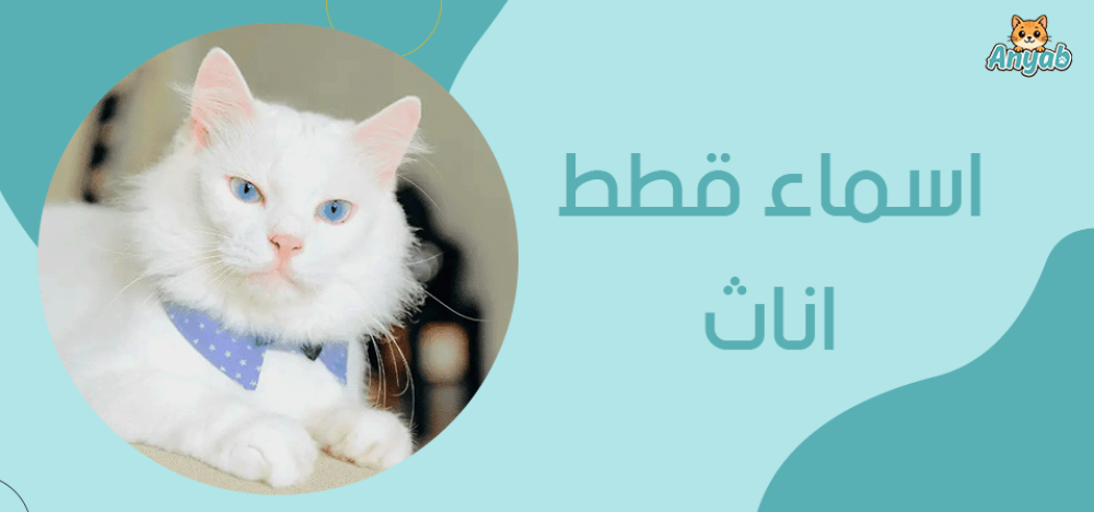 اسماء قطط اناث