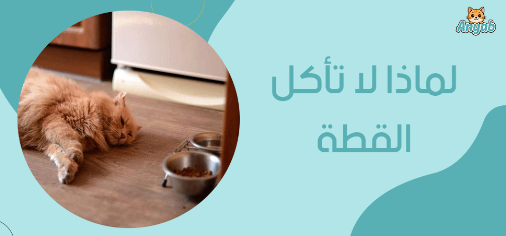 لماذا لا تأكل القطة