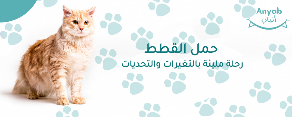 حمل القطط: رحلةٌ مليئةٌ بالتغيرات والتحديات