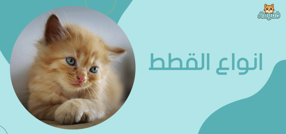 ما هي انواع القطط​ المناسبة للمنزل؟