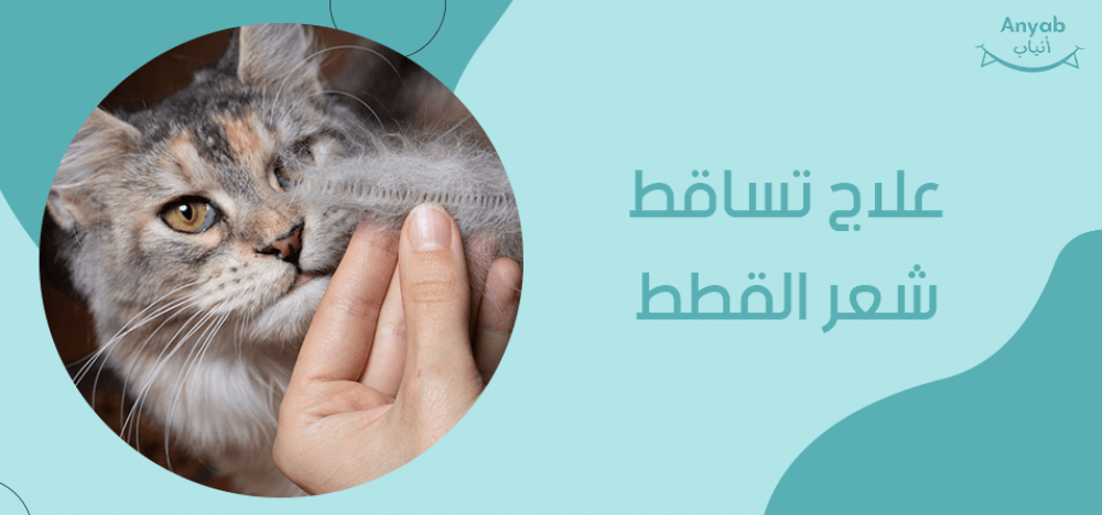 علاج تساقط شعر القطط