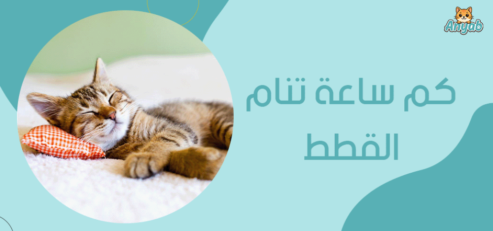 كم ساعة تنام القطط
