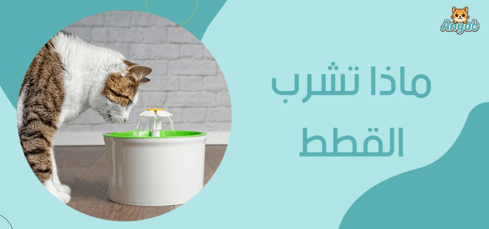 ماذا تشرب القطط