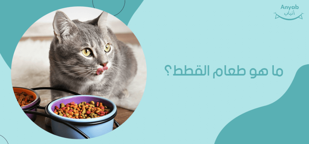 ما هو طعام القطط