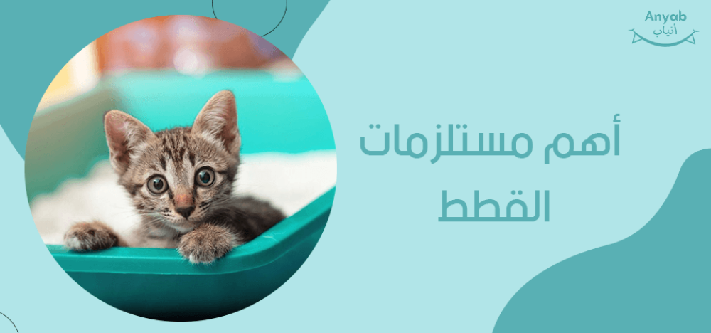 اهم مستلزمات القطط
