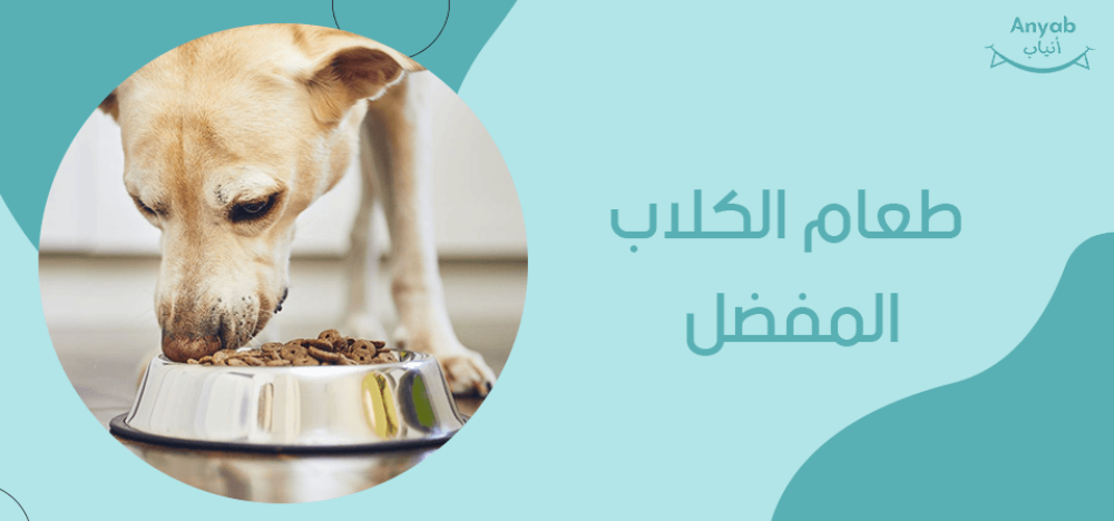 طعام الكلاب المفضل