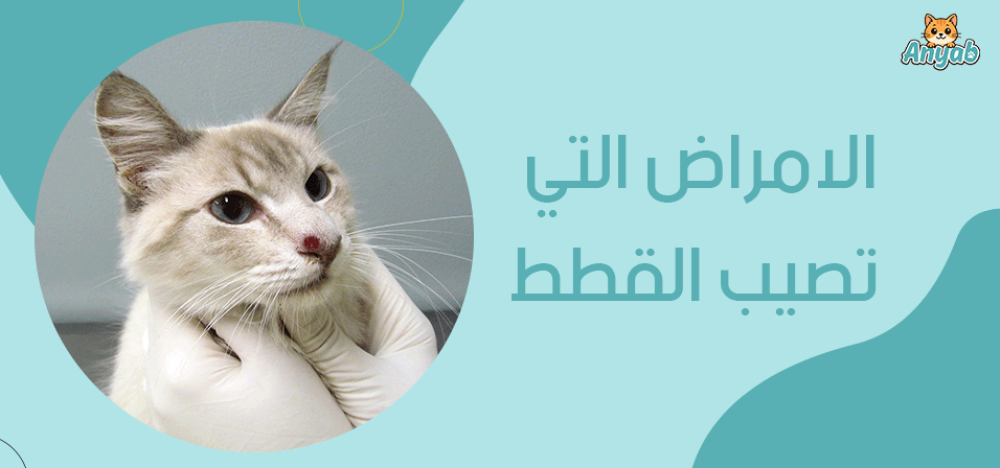 دليلك الشامل حول الامراض التي تصيب القطط