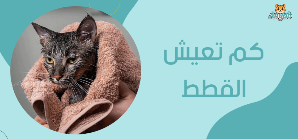 كم تعيش القطط