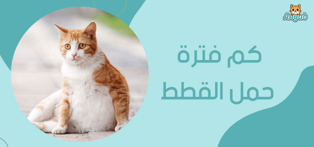 كم فترة حمل القطط​ وهل تختلف بين الأنواع المختلفة؟