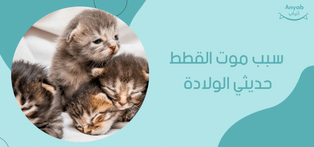 سبب موت القطط حديثي الولادة