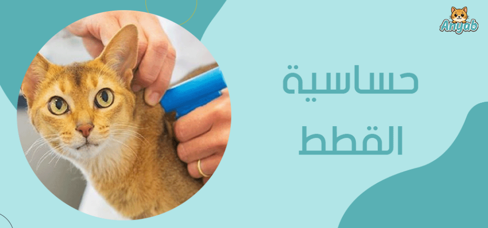 حساسية القطط