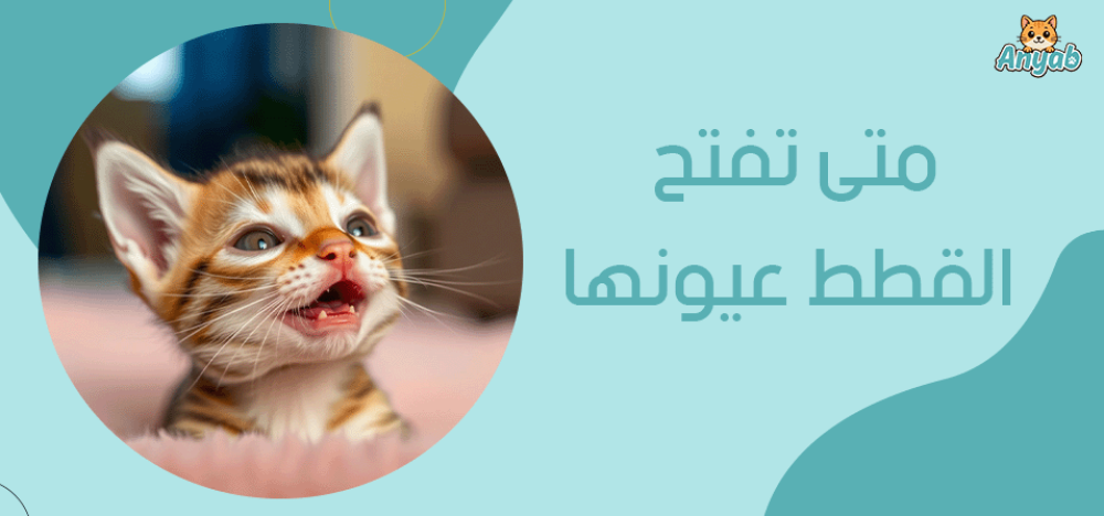 متى تفتح القطط عيونها